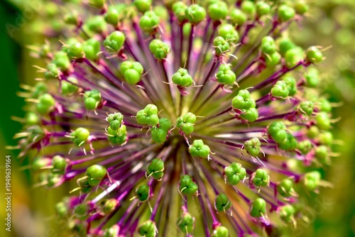 Closeup of a giant onion flowers after blossoming in summer, England, UK