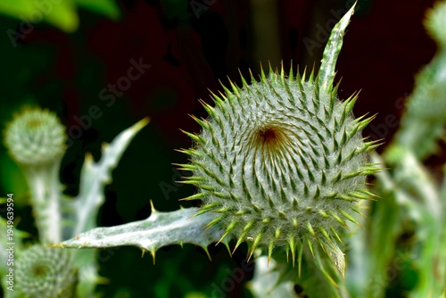 Closeup of Scottish thistle bud's spikes, England, UK