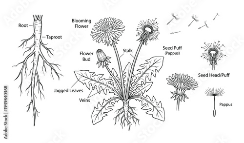 Dandelion plant life cycle detailed illustration with labels
