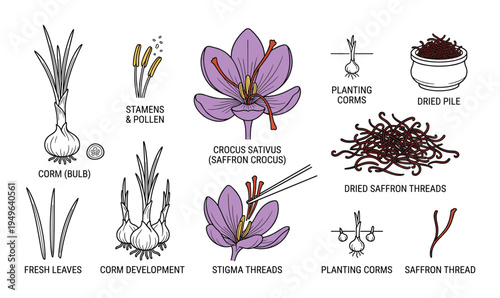Saffron crocus plant anatomy and harvest steps illustration with purple flowers