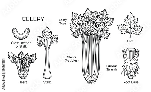 Celery botanical anatomy diagrams with stalks leaves heart and root base