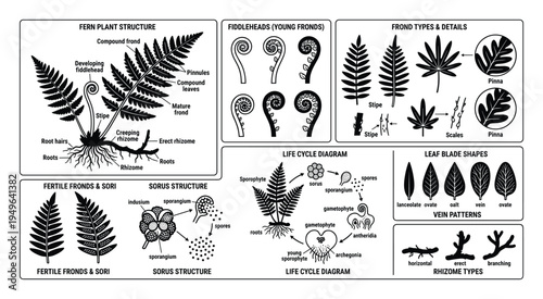 Detailed fern plant structure diagram illustrating fronds, roots, rhizomes, and life cycle