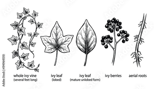 Ivy plant anatomical parts including whole vine lobed leaf and mature form with berries and aerial roots