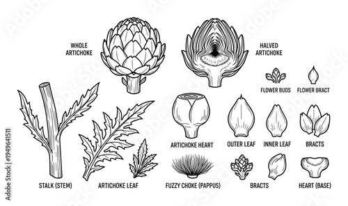 Anatomy of artichoke showing whole bud stalk heart and leaf components in line art