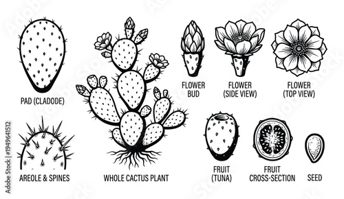 Cactus botanical anatomy diagram and prickly pear plant parts set