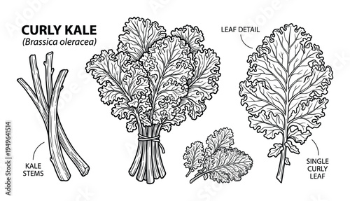 Curly kale leaf and stem illustration set with hand drawn botanical details