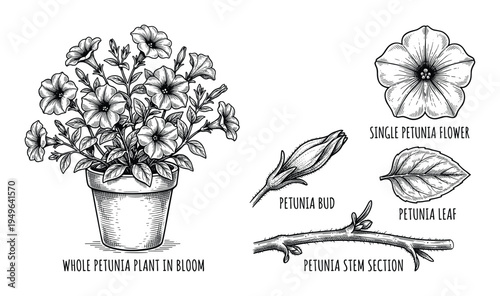 Petunia plant in bloom and flower parts botanical illustration set