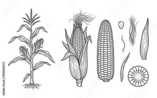 Corn plant and cob botanical illustrations with detailed husks and kernels