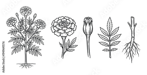 Detailed marigold plant botanical illustrations showing flower bud leaves and root system