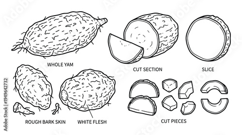 Yam and cassava root vegetable vector illustration set with whole tuber slices and cut pieces