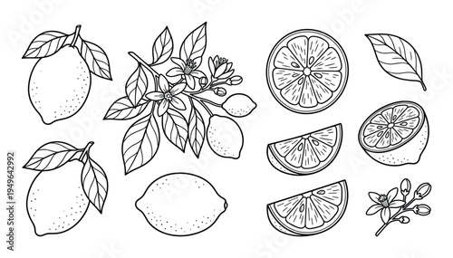 Hand drawn lemons citrus fruits and flowers on branches isolated on transparent background
