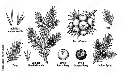 Juniper detailed botanical illustration set, including individual needle, twig, berry cluster, and sprig