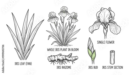 Iris plant parts and flower, botanical illustration