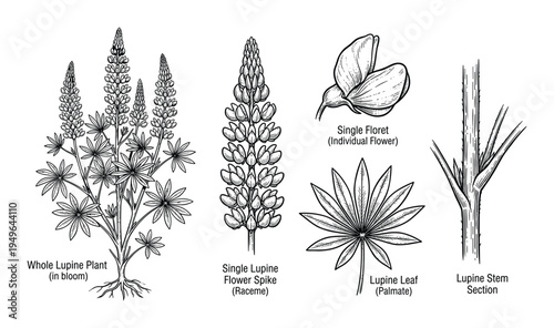 Single lupine flower spike, floret, lupine leaf, and stem section botanical illustration, whole lupine plant in bloom detailed vector