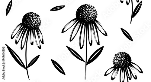 Hand Drawn Black and White Coneflower Echinacea Flowers Botanical Illustration.