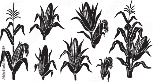 Black and white corn plants illustration set