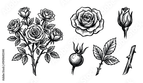 Collection of hand-drawn rose illustrations including a bouquet, single bloom, bud, leaves, stem, and rosehip