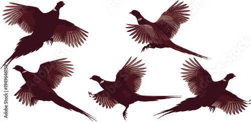 Silhouette illustration of pheasants in flight with detailed feather patterns and dynamic poses, wildlife artwork highlighting bird motion, anatomy, and creative design projects