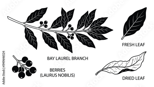 Bay laurel plant parts set, branch with berries, fresh leaf, dried leaf, botanical illustration