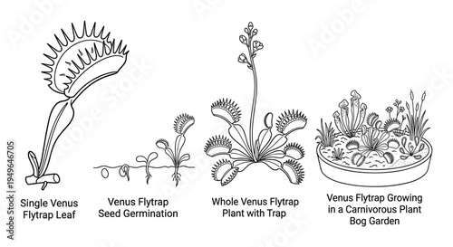 Venus flytrap plant life cycle from seed germination to mature plant in bog garden