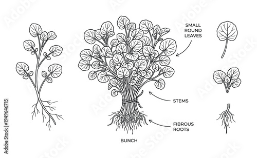 Watercress plant illustration with roots, stems and small round leaves