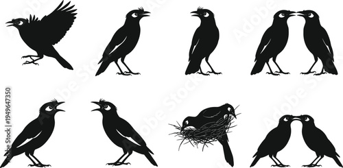 Myna bird silhouettes, bird poses, animal behavior, vector illustration set
