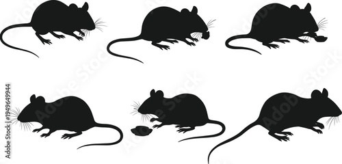 Rat mouse silhouettes, rodent poses, eating crouching walking, animal behavior, pest wildlife vector illustration design set