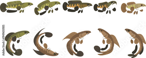 Set of stylized flat vector illustrations featuring snakehead fish in various swimming poses and natural earthy colors isolated on white background for fishing enthusiasts