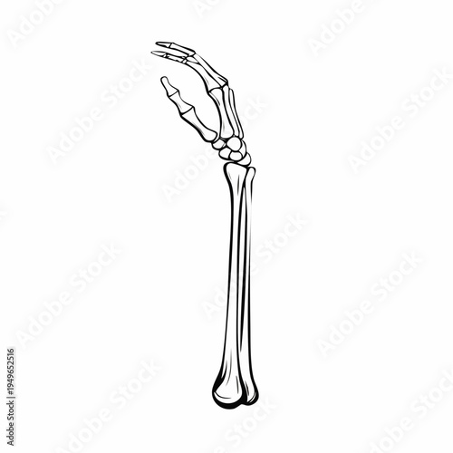 Human forearm skeleton illustration, ulna bone and hand anatomy in a clean outline vector style