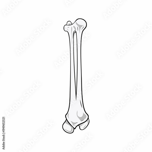 Detailed vector illustration of a human femur bone, essential for medical anatomy education and biological studies