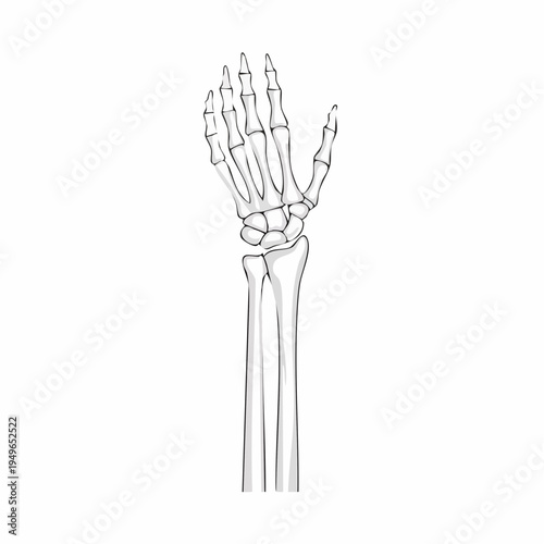 Isolated vector illustration of human forearm and hand skeleton, detailing radius, ulna, and wrist anatomy
