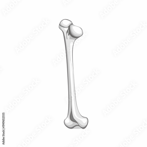 Detailed Vector Illustration of Human Femur Bone Essential Anatomical Thigh Bone Structure for Medical and Educational Purposes