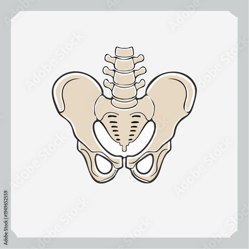 Human pelvis bone anatomy illustration, hip bone vector graphic with clean line art on white background