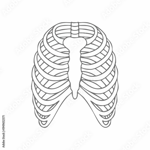 Human Rib Cage Anatomy Outline Vector Illustration - Medical and Scientific Representation