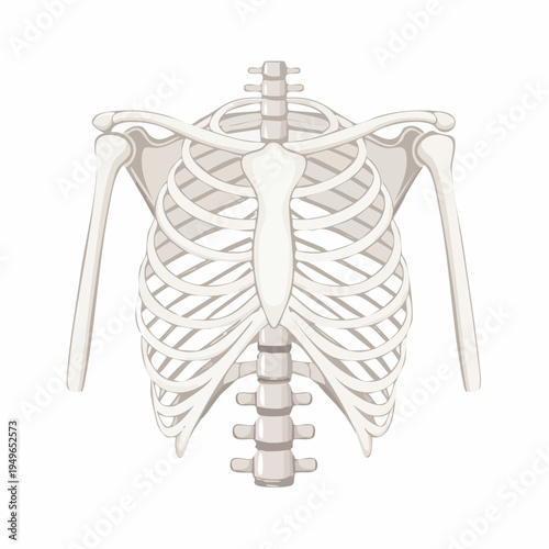 Human Rib Cage Anatomy Detailed Vector Illustration of the Thoracic Skeleton's Front View
