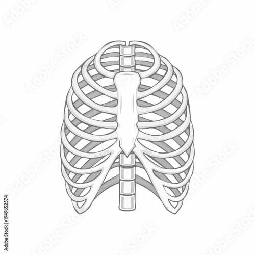 Anatomical illustration of the human rib cage and sternum, medical science