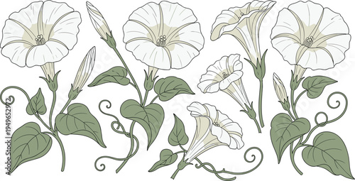 Elegant hand drawn botanical vector illustration set of morning glory flowers with vines and leaves isolated on white background for vintage floral designs