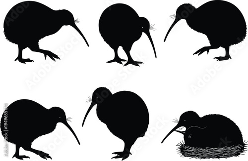 Kiwi bird silhouette set, flightless animal vector, New Zealand wildlife illustration, nesting poses, unique nature clipart