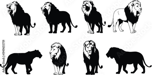 Lion illustrations in various poses and styles, African wildlife vector set, big cat predator graphic, safari animal design elements, jungle nature artwork collection