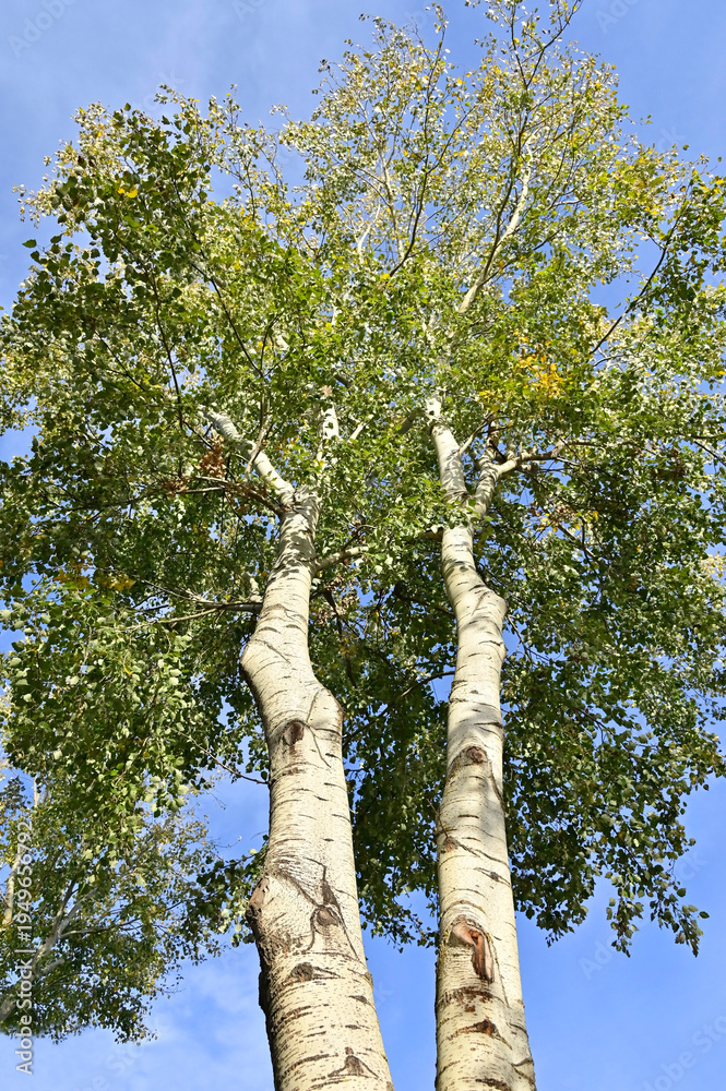 Fototapeta premium Quaking Aspen tree (Populus tremuloides)