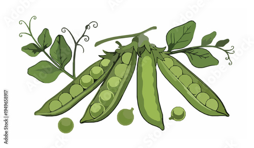 Fresh green peas with pods and leaves vintage vector illustration 