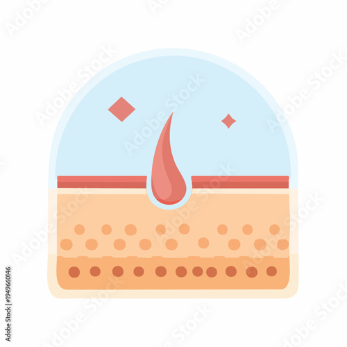 Simplified illustration of skin layers and hair follicle