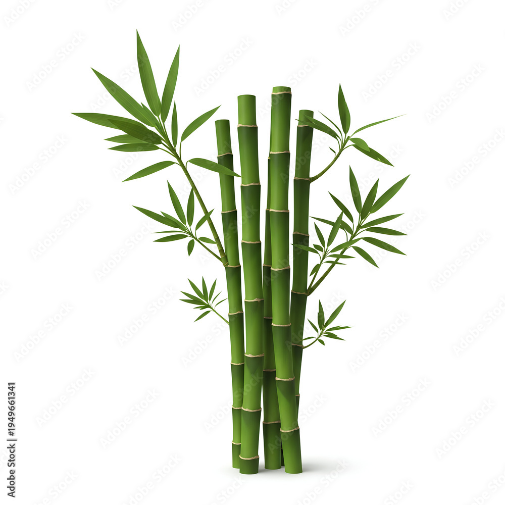 Obraz premium Green Bamboo Stalks with Leaves Isolated on White Background.