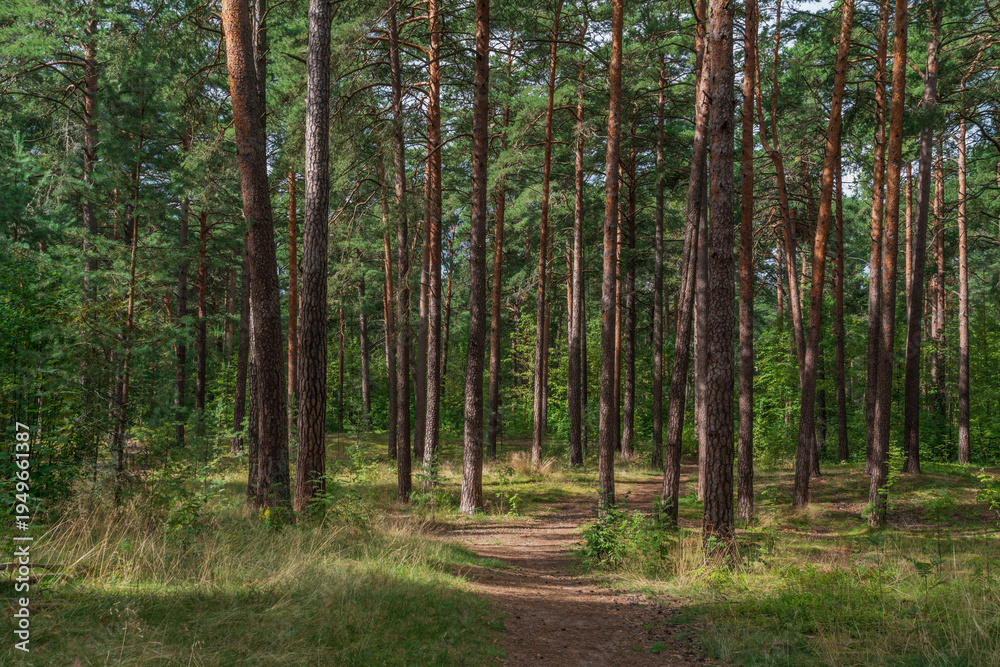 Fototapeta premium Pine forest in the forest park zone (Upper Park) on the Baltic Sea coast on a sunny summer day, Sestroretsk, Kurortny District, Saint Petersburg, Russia