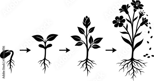 Seed Germination To Flower Plant Growth Stages Silhouette