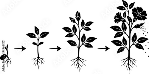 Seed Germination To Flower Plant Growth Stages Silhouette