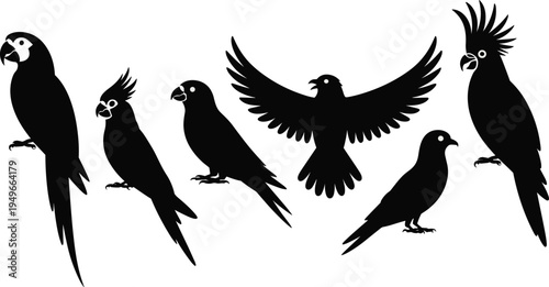 Parrot and cockatoo bird silhouette set collection isolated vector illustration showing tropical parrots perched and flying in black