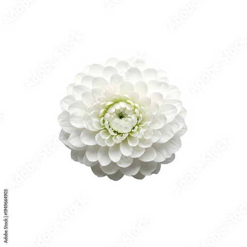 White Dahlia Flower isolated on a transparent background bloom petal