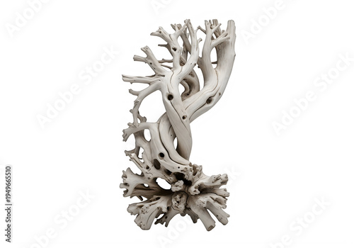 Twisted driftwood sculpture with intricate branches isolated on a transparent background