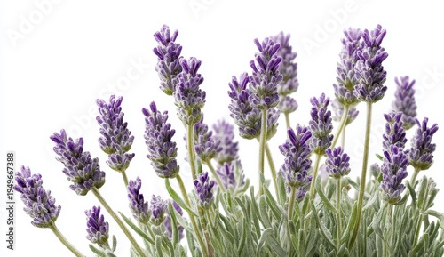 Lavender Blossoms Against White - Delicate Purple Flowers in Natural Light, Floral Beauty.